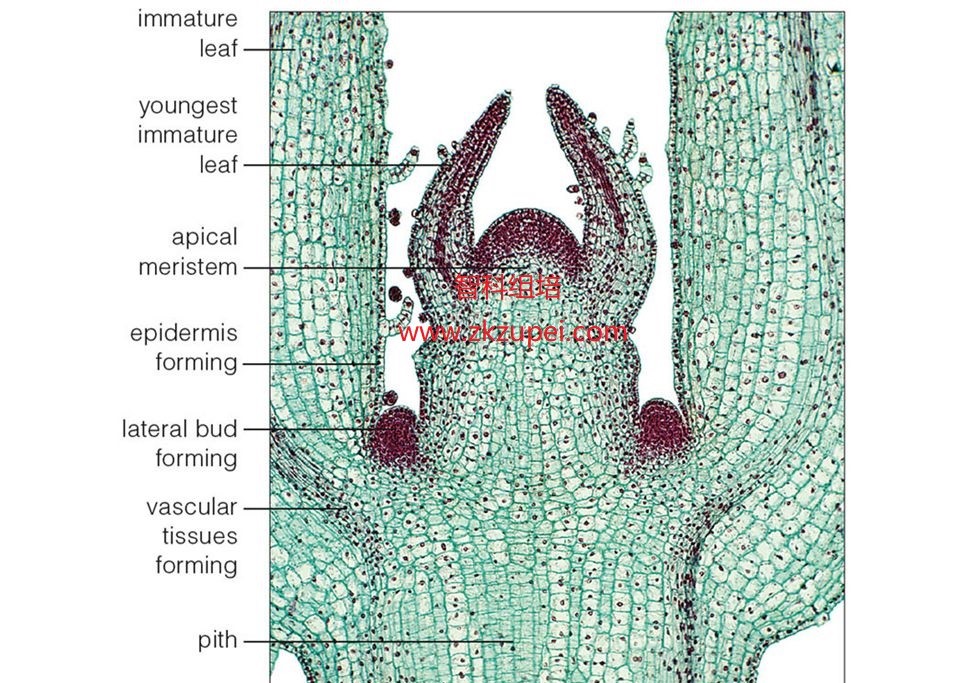 Figure+28.10123.jpg